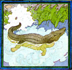alligator