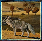 coyote
