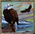 eagle