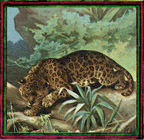 jaguar
